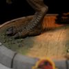 Jurassic Park Mini Co. PVC Figura T-Rex Illusion 15 cm
